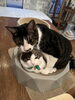 桃太郎「猫部屋のボス！　桃太郎」