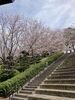 市民の森「お花見」