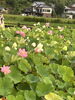 のどかな風景に大きなハスの花「早朝を彩る音楽──『歌とピアノの蓮まつり演奏会』コンサートプログラム紹介＆訪問レポート」