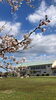 「⌘⌘⌘　スクールの桜　⌘⌘⌘」