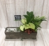 寄せ植え（観葉植物）「♬お盆花　寄せ植え♬」