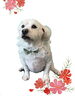 「Dog salon mofu mofu　余市町」