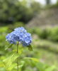 しっとりと一輪で咲く姿も可憐ですね。「和歌山城の紫陽花──鶴の渓に咲く、初夏のしずく」