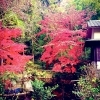 ■紅葉スポット■　横浜市磯子区【久良岐公園】
