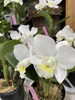 ミニカトレア:高嶺の花「入荷日」