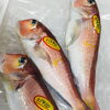 「魚魚市場鮮魚コーナーおすすめは「サバ・アジ・トビウオ」です♪」
