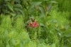 入笠湿原のクリンソウ「澄んだ空気と山野草に癒されるひととき」