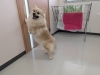 「本日のお客さま♥️ポメラニアン【大分市中戸次／ドッグサロン／トリミング】」