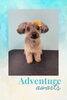「Dog salon mofu mofu　余市町」