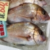 「魚魚市場鮮魚コーナーおすすめは「アマダイ・北海道産ホタテ」です♪」