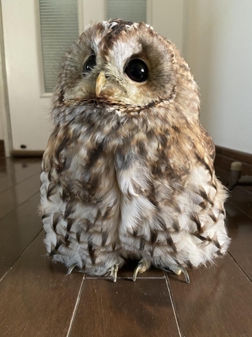 モリフクロウのヒナ販売中でーす ふくろうのいるカフェ メンフ倶楽部のニュース まいぷれ 小樽市 モリフクロウのヒナ販売中でーす ふくろうのいるカフェ メンフ倶楽部のニュース まいぷれ 小樽市