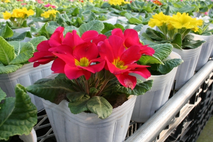 鴻巣市花組合 花苗各種 ふるさと納税で日本を元気に 鴻巣市