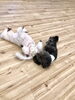 ぱんちゃんとぷっかくん　ゴロンゴロン体操中　笑「ましゅまろ幼稚園　（＾ν＾）」