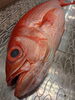 「草津店入荷情報！沖縄の三大高級魚【ハマダイ(オナガ)】✨️」