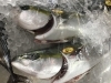 「魚魚市場鮮魚コーナーおすすめは「ヤイトガツオ」「お弁当」です」