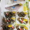 「魚魚市場鮮魚コーナーおすすめは「天然ヒラメ・マテ貝」です♪」