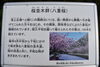 「～本日の桜情報～」