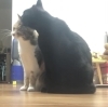 仲良しって素敵〜猫神様に見習う事は沢山あります「猫神様 降臨……!? 〜❈ 猫ちゃんのお留守番をサポート!❈〜」