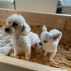 ハクの森－犬猫酵素風呂－
