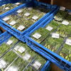 「地元産『山菜』入荷しています！道の駅木曽福島」