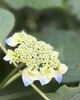 境内のアジサイ「六月の特別御朱印『水の音』」