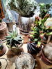 大量入荷！「植物入荷情報！アストロフィツム　ギノムカリキウム　紫太陽　マミラリア　クンチー　大鳳閣　ユーフォルビア　大量入荷！　アガベ　塊根　観葉植物　サボテン　多肉　八王子市　八王子駅　八王子植物店　」