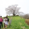 【八幡平】為内（いない）の一本桜