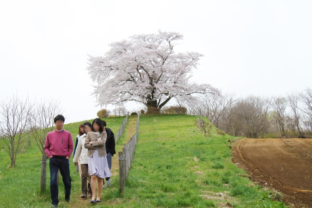 八幡平 為内 いない の一本桜 お花見特集 まいぷれ 盛岡 滝沢 二戸 八幡平 雫石 八幡平 為内 いない の一本桜 お花見特集 まいぷれ 盛岡 滝沢 二戸 八幡平 雫石