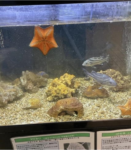 コトヒキと同じ場所で展示中です「珍しい生き物紹介　七本腕のヒトデ！　かすみがうら市水族館で展示中」