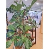 観葉植物もカラフルに飾りつけしました「店内をクリスマス仕様に模様替えしました🎄✨」