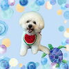 「Dog salon mofu mofu　余市町」