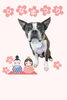 「Dog salon mofu mofu　余市町」