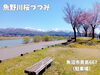 「魚沼の桜スポット！短い春を楽しんで。残雪の越後三山を望む、魚野川桜づつみ。」