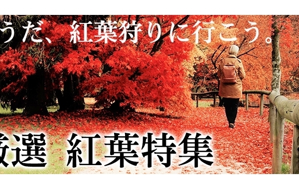 Pagirox D8 W9m Pagirox D8 W9m