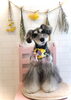 サクちゃん「イエローフラワー」
