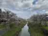栗東　さくら「栗東市　桜」