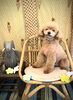 ミルキーくん「わんことアジアン　^ - ^」