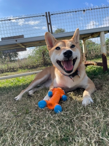 中型犬、大型犬も安心のサイズです！「気分の上がるお勧め商品あります！」