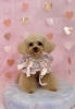 はなちゃん「ピンクバレンタイン💝」