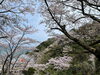 音無山「音無山の桜」