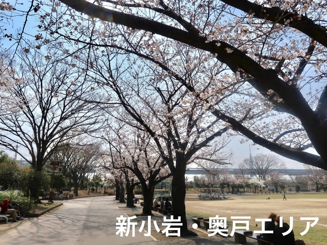 新小岩・奥戸エリア周辺の桜・花見情報