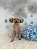 ララちゃん「わんこと梅雨☔️」