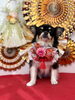 ナナちゃん「Happy New Year」
