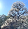 白梅が満開でした✨「【銀座　茶道教室】裏千家教室　湯島天神梅まつりの「野点」を開催しました（2/23）」