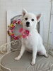 ＣＯＣＯちゃん「わんこと秋桜🐾」