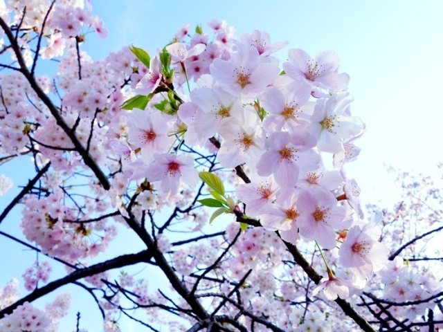 高岡古城公園 高岡 桜 お花見特集 高岡 桜 お花見特集 まいぷれ 高岡市