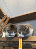 チョビ、みらい「はじめてさんへ　猫部屋に入ってからの楽しみ方ガイド」