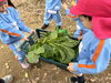 「小松菜の収穫🥬」