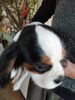 「先生、犬を飼う☆キャバリア」