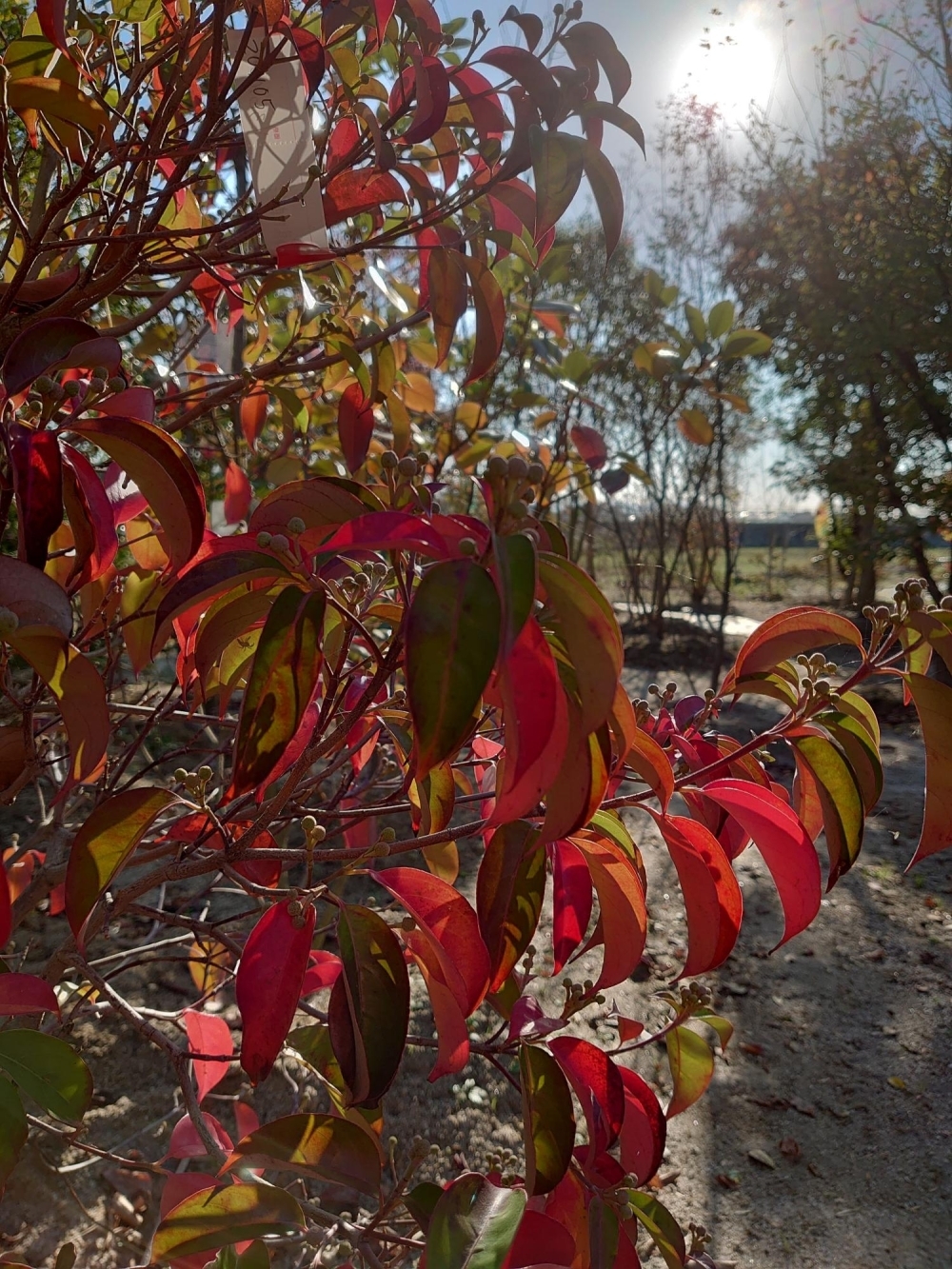 常緑で紅葉する常緑ヤマボウシ